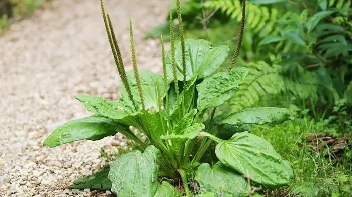 Loài cây ven đường mệnh danh là “khắc tinh” sỏi thận Loài cây ven đường mệnh danh là “khắc tinh” sỏi thận